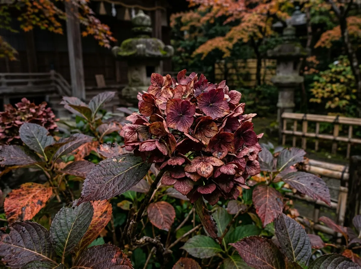 Photo de Hydrangea macrophylla