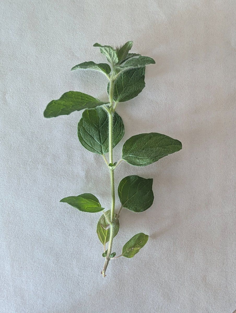 Photo de Origanum vulgare