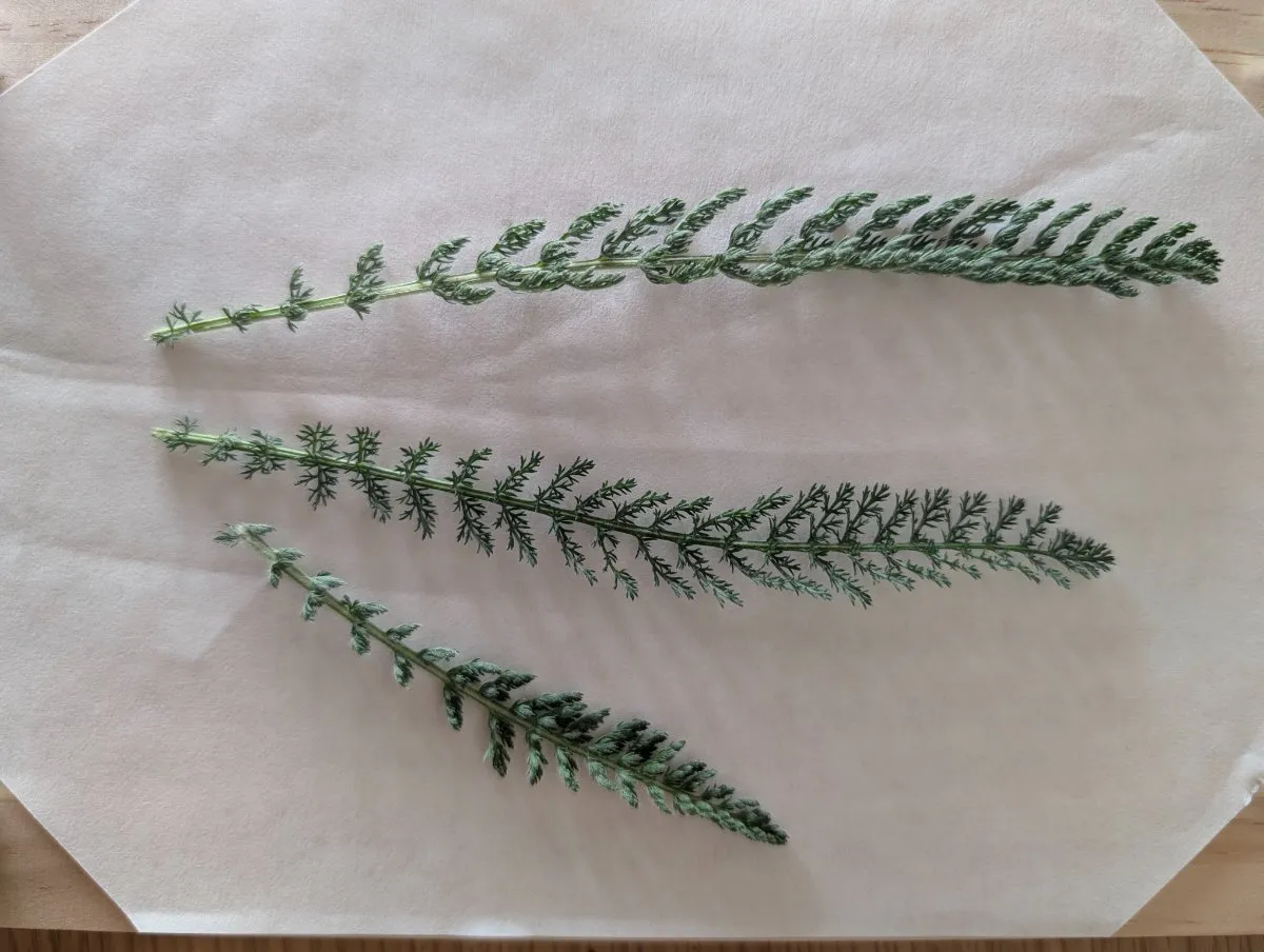Photo de Achillea millefolium