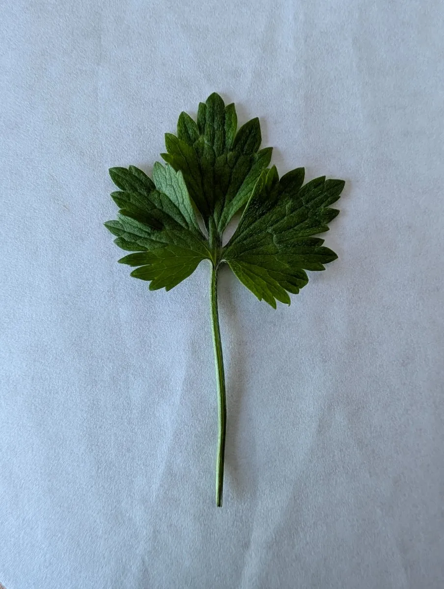 Photo de Ranunculus acris