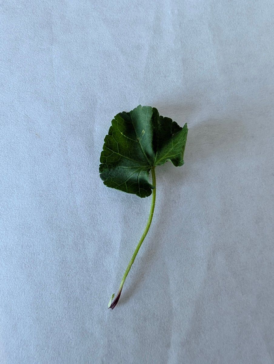 Photo de Caltha palustris