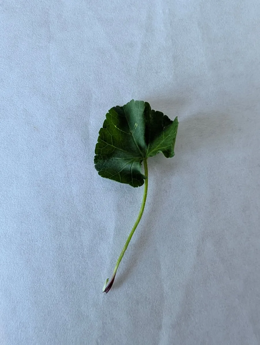 Photo de Caltha palustris