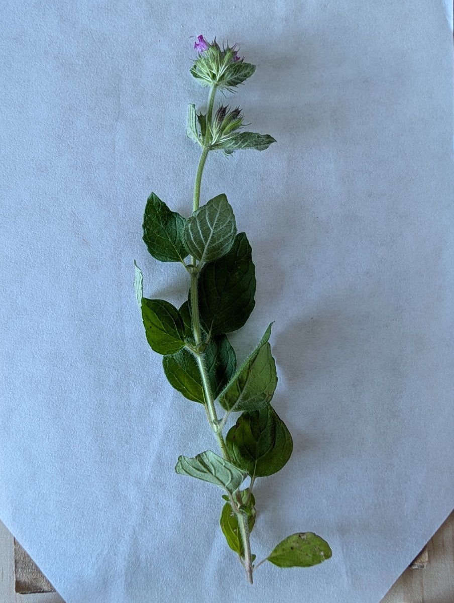 Photo de Clinopodium vulgare